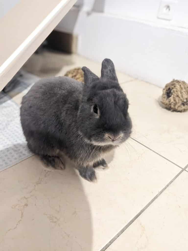 Photo de Teddy, lapin de l'association Spi Loen