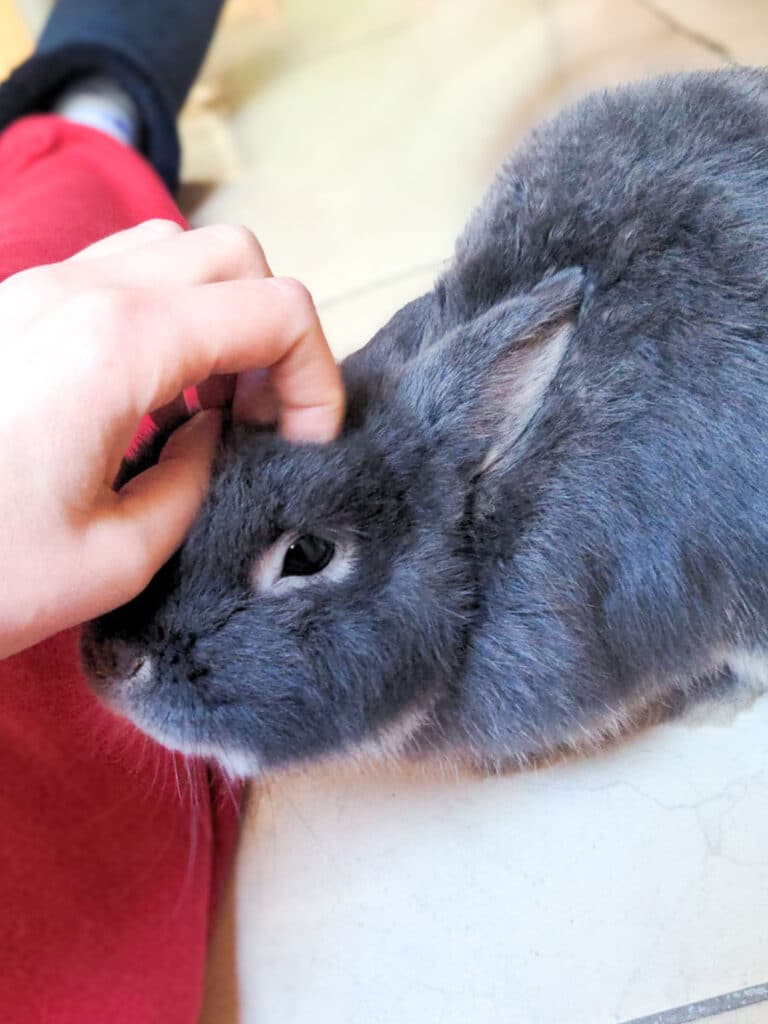 Photo de Teddy, lapin de l'association Spi Loen