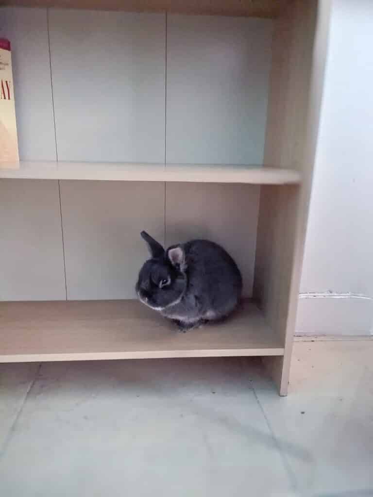 Photo de Teddy, lapin de l'association Spi Loen