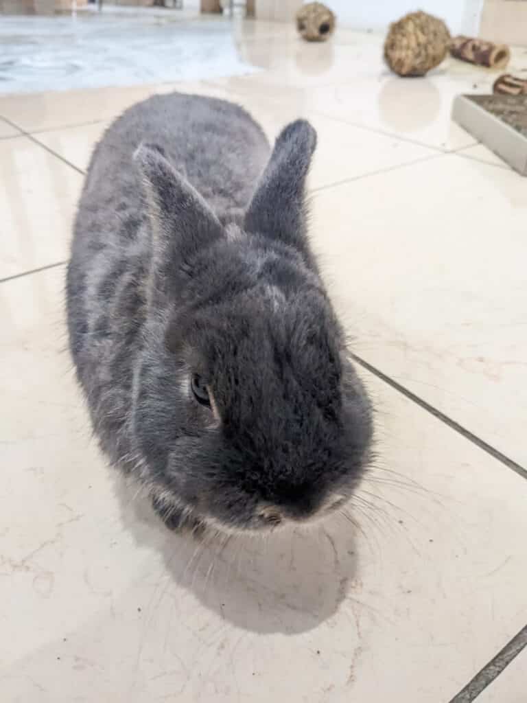 Photo de Teddy, lapin de l'association Spi Loen