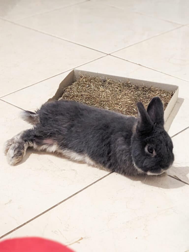 Photo de Teddy, lapin de l'association Spi Loen
