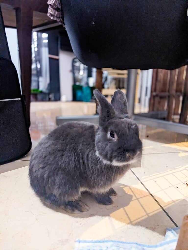 Photo de Teddy, lapin de l'association Spi Loen